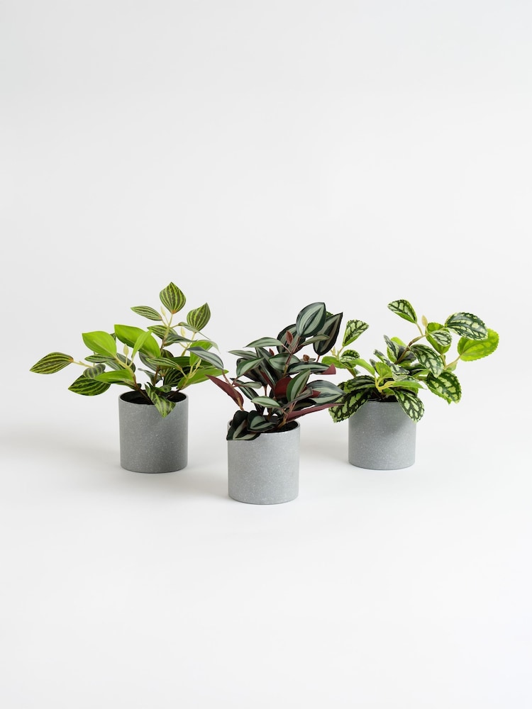 Scottish Everlastings Ltd Set of 3 Green Artificial Mini Trailing Plants - Image 3 of 3