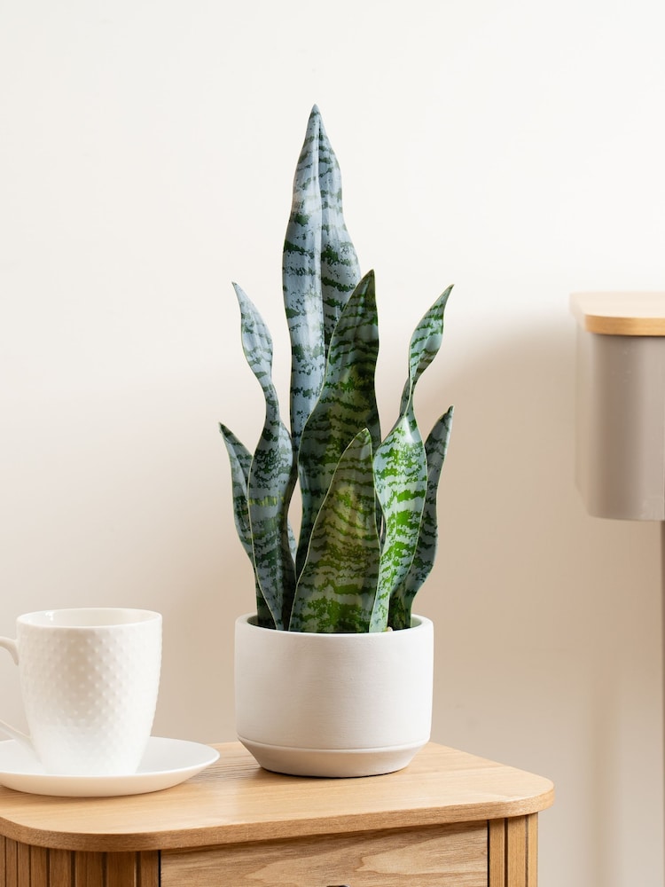 Scottish Everlastings Ltd Green Artificial Sansevieria in Cement pot - Image 1 of 3