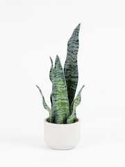 Scottish Everlastings Ltd Green Artificial Sansevieria in Cement pot - Image 3 of 3