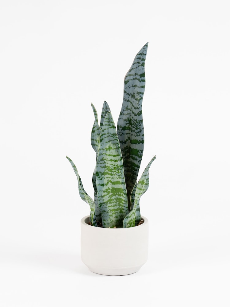 Scottish Everlastings Ltd Green Artificial Sansevieria in Cement pot - Image 3 of 3