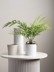 Scottish Everlastings Ltd Green Artificial Fern Tree in Plastic pot - Image 1 of 3