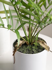 Scottish Everlastings Ltd Green Artificial Fern Tree in Plastic pot - Image 2 of 3