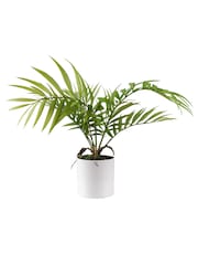 Scottish Everlastings Ltd Green Artificial Fern Tree in Plastic pot - Image 3 of 3