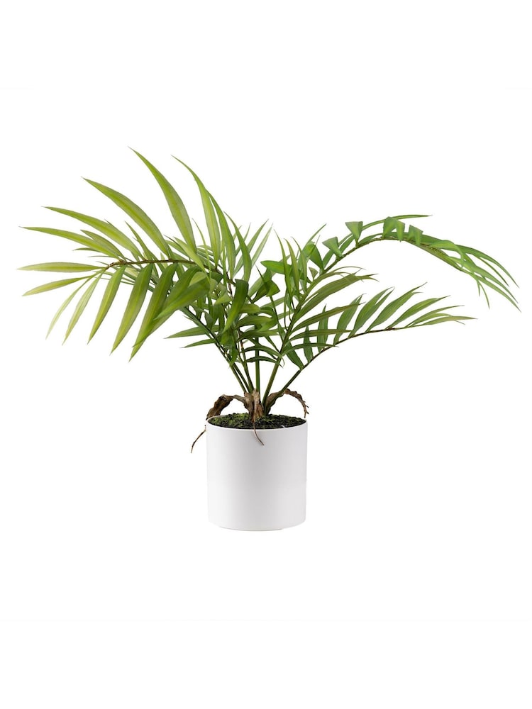 Scottish Everlastings Ltd Green Artificial Fern Tree in Plastic pot - Image 3 of 3 Scottish Everlastings Ltd Green Artificial Fern Tree in Plastic pot - Image 3 of 3