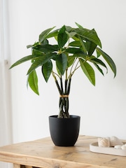 Scottish Everlastings Ltd Green Artificial Fortune Tree - Image 1 of 3