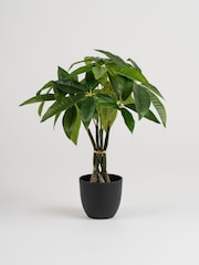 Scottish Everlastings Ltd Green Artificial Fortune Tree - Image 3 of 3