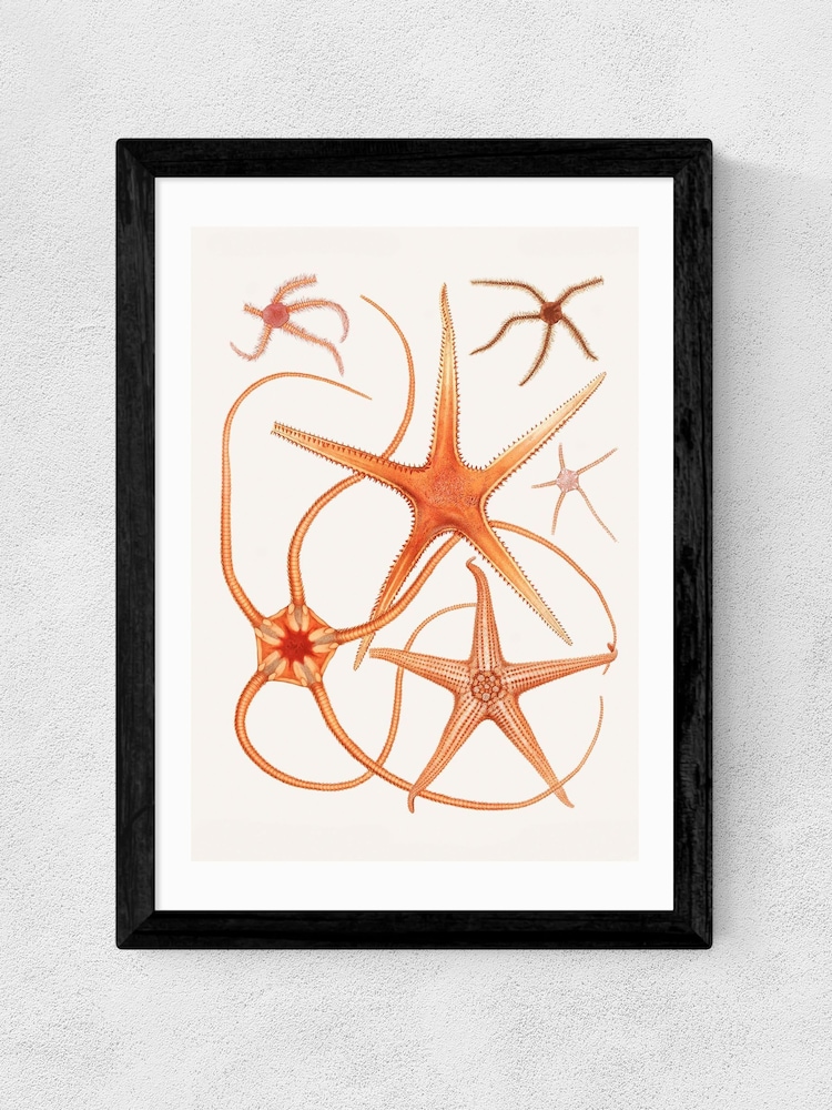 East End Prints Black Vintage Starfish 2 Wall Art Print by Oh Fine - Image 2 of 2 East End Prints Black Vintage Starfish 2 Wall Art Print by Oh Fine - Image 2 of 2