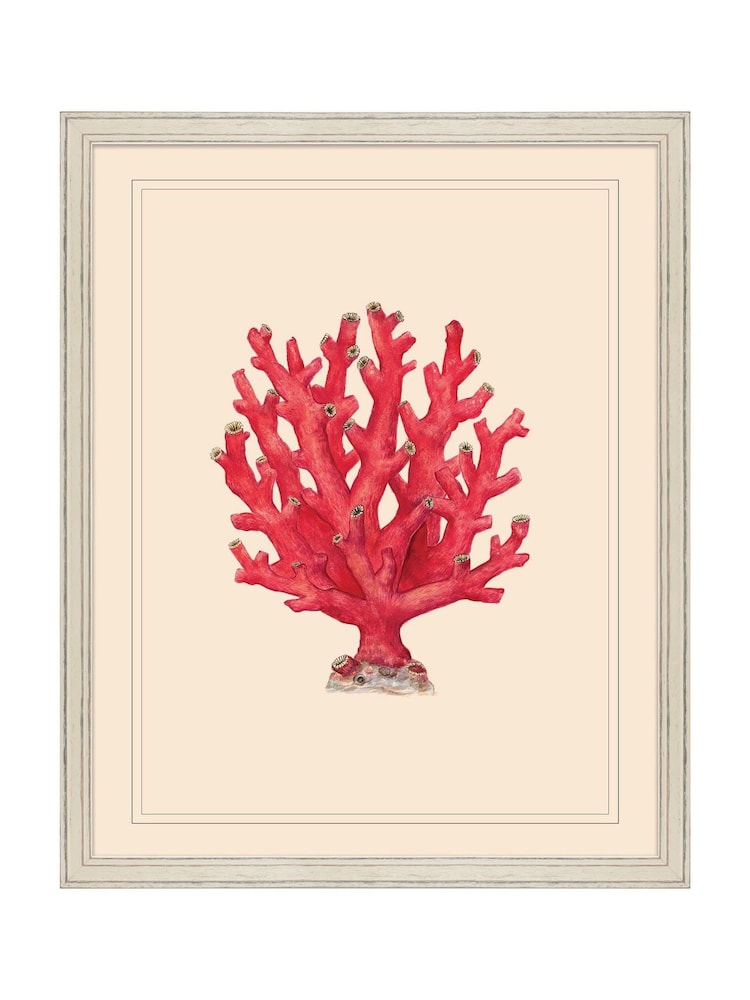 Brookpace Lascelles Red/White Coral IV' Red Coastal Wall Art Wall Art Frame - Image 1 of 4
