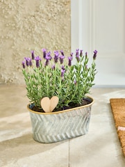 Summer Metal Lavender Trough - Image 1 of 4
