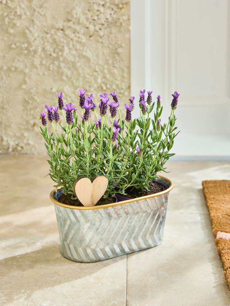 Summer Metal Lavender Trough - Image 1 of 4