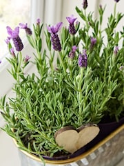Summer Metal Lavender Trough - Image 2 of 4