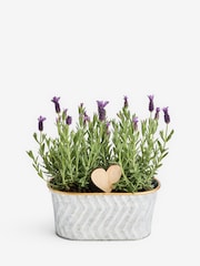 Summer Metal Lavender Trough - Image 3 of 4