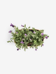 Summer Metal Lavender Trough - Image 4 of 4