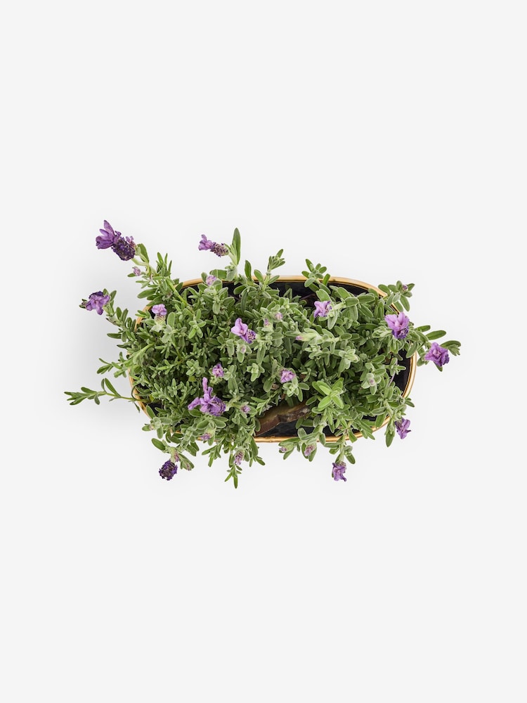 Summer Metal Lavender Trough - Image 4 of 4