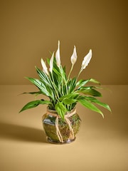 Spathiphyllum Glass - Image 1 of 4