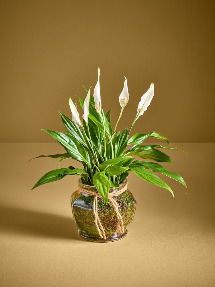 Spathiphyllum Glass - Image 1 of 4