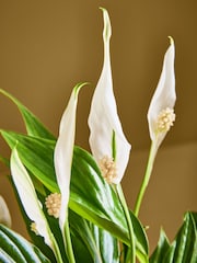 Spathiphyllum Glass - Image 2 of 4