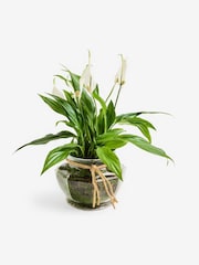 Spathiphyllum Glass - Image 3 of 4