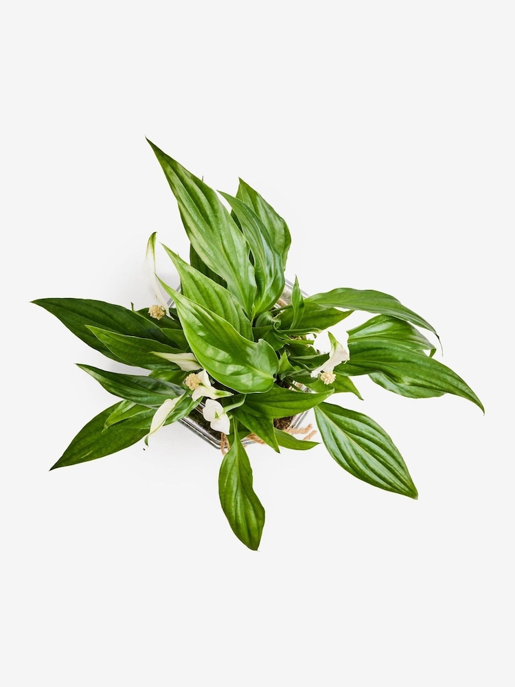 Spathiphyllum Glass - Image 4 of 4