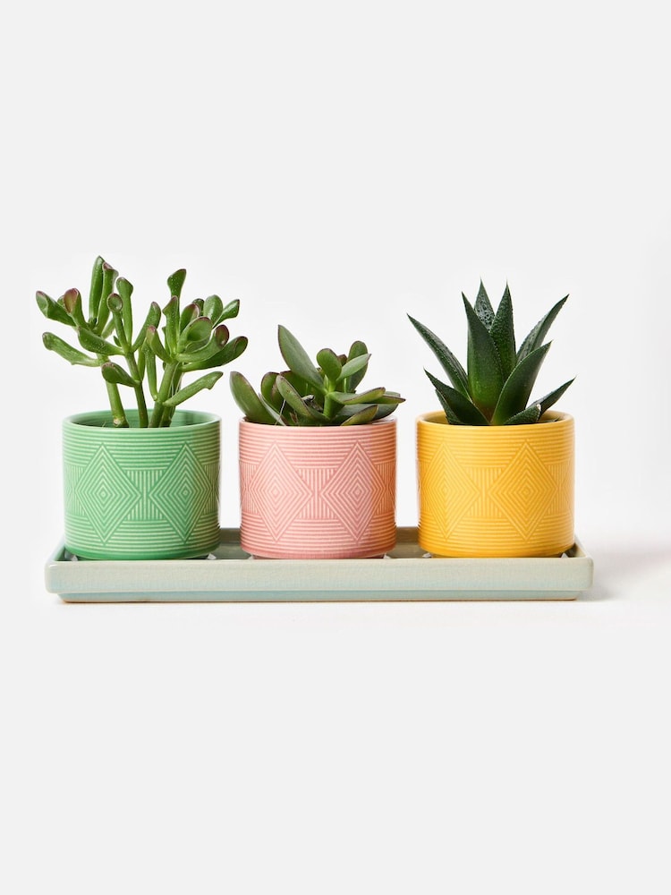 Oliver Bonas Set of 3 Multi Punta Ceramic Plant Pots - Image 1 of 6 Oliver Bonas Set of 3 Multi Punta Ceramic Plant Pots - Image 1 of 6