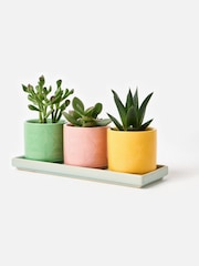 Oliver Bonas Set of 3 Multi Punta Ceramic Plant Pots - Image 4 of 6