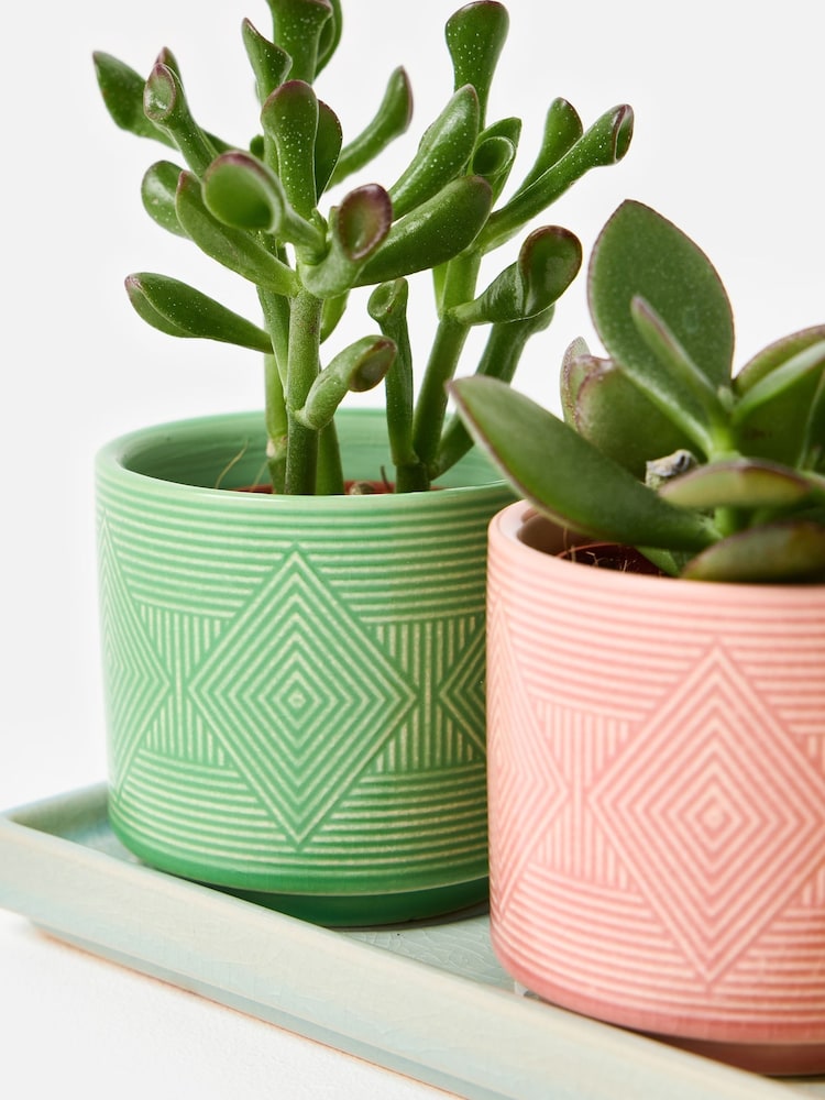 Oliver Bonas Set of 3 Multi Punta Ceramic Plant Pots - Image 6 of 6 Oliver Bonas Set of 3 Multi Punta Ceramic Plant Pots - Image 6 of 6