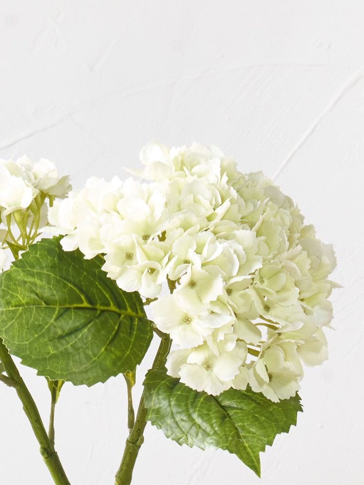 Pacific White Hydrangea Pack of 3 - Image 2 of 6