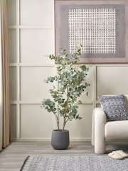 Pacific Green Large Eucalyptus Tree in Pot - Image 1 of 6