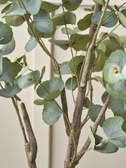 Pacific Green Large Eucalyptus Tree in Pot - Image 2 of 6