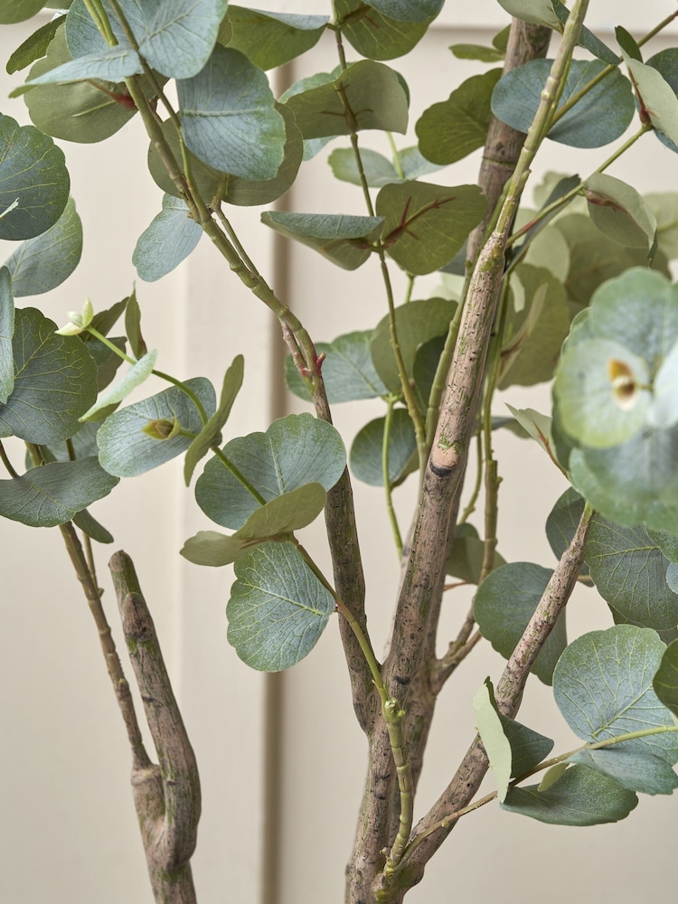 Pacific Green Large Eucalyptus Tree in Pot - Image 2 of 6