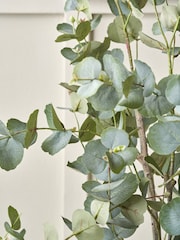 Pacific Green Large Eucalyptus Tree in Pot - Image 3 of 6