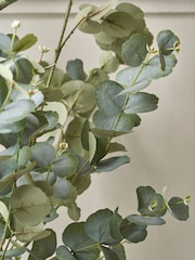 Pacific Green Large Eucalyptus Tree in Pot - Image 4 of 6