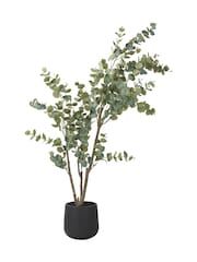 Pacific Green Large Eucalyptus Tree in Pot - Image 5 of 6