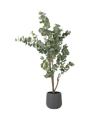 Pacific Green Large Eucalyptus Tree in Pot - Image 6 of 6