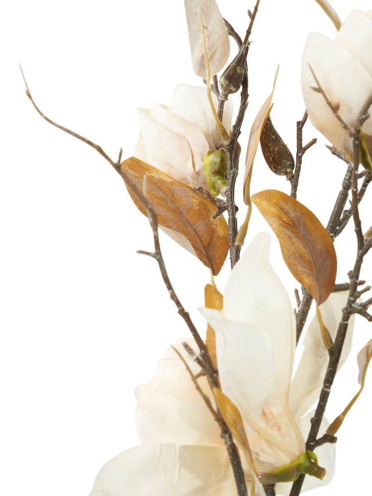 Pacific Cream Magnolia Pack of 6 - Image 6 of 6