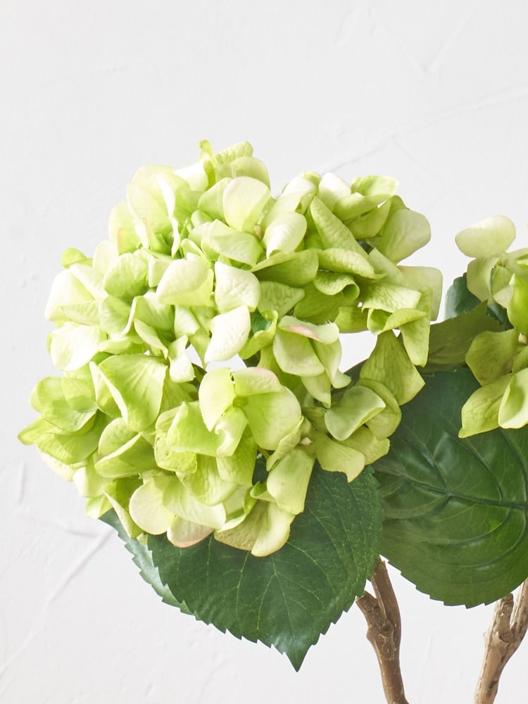 Pacific Green Hydrangea Pack of 6 - Image 2 of 7 Pacific Green Hydrangea Pack of 6 - Image 2 of 7