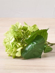 Pacific Green Hydrangea Pack of 6 - Image 3 of 7