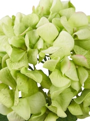 Pacific Green Hydrangea Pack of 6 - Image 5 of 7