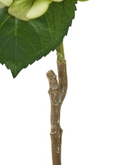 Pacific Green Hydrangea Pack of 6 - Image 6 of 7