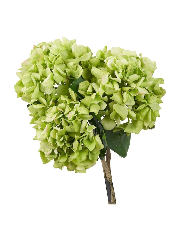 Pacific Green Hydrangea Pack of 6 - Image 7 of 7 Pacific Green Hydrangea Pack of 6 - Image 7 of 7