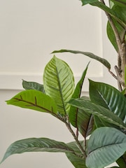 Pacific Magnolia Magnolia Tree in Pot - Image 4 of 6