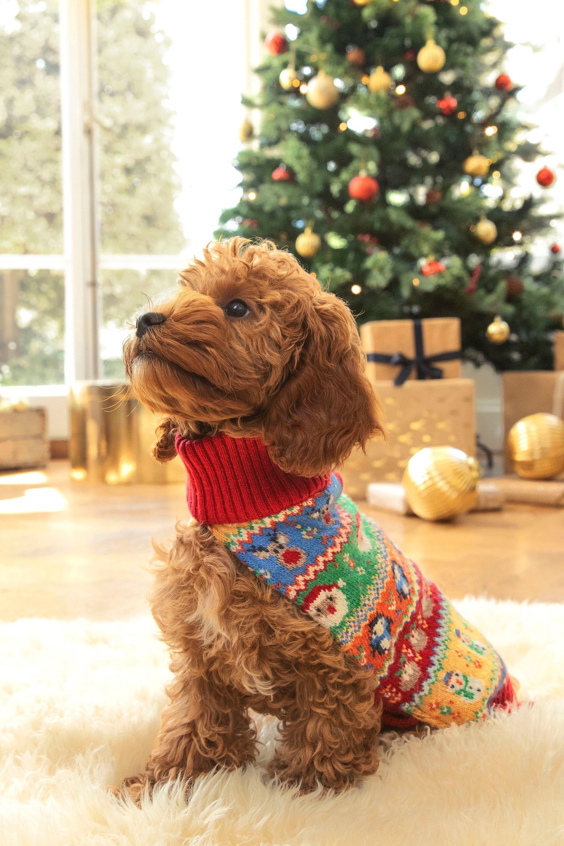 Next dog christmas jumper discount