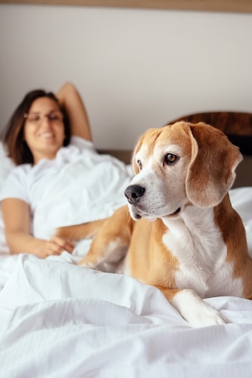 AS Dog Friendly Hotel Stays Gift Experience