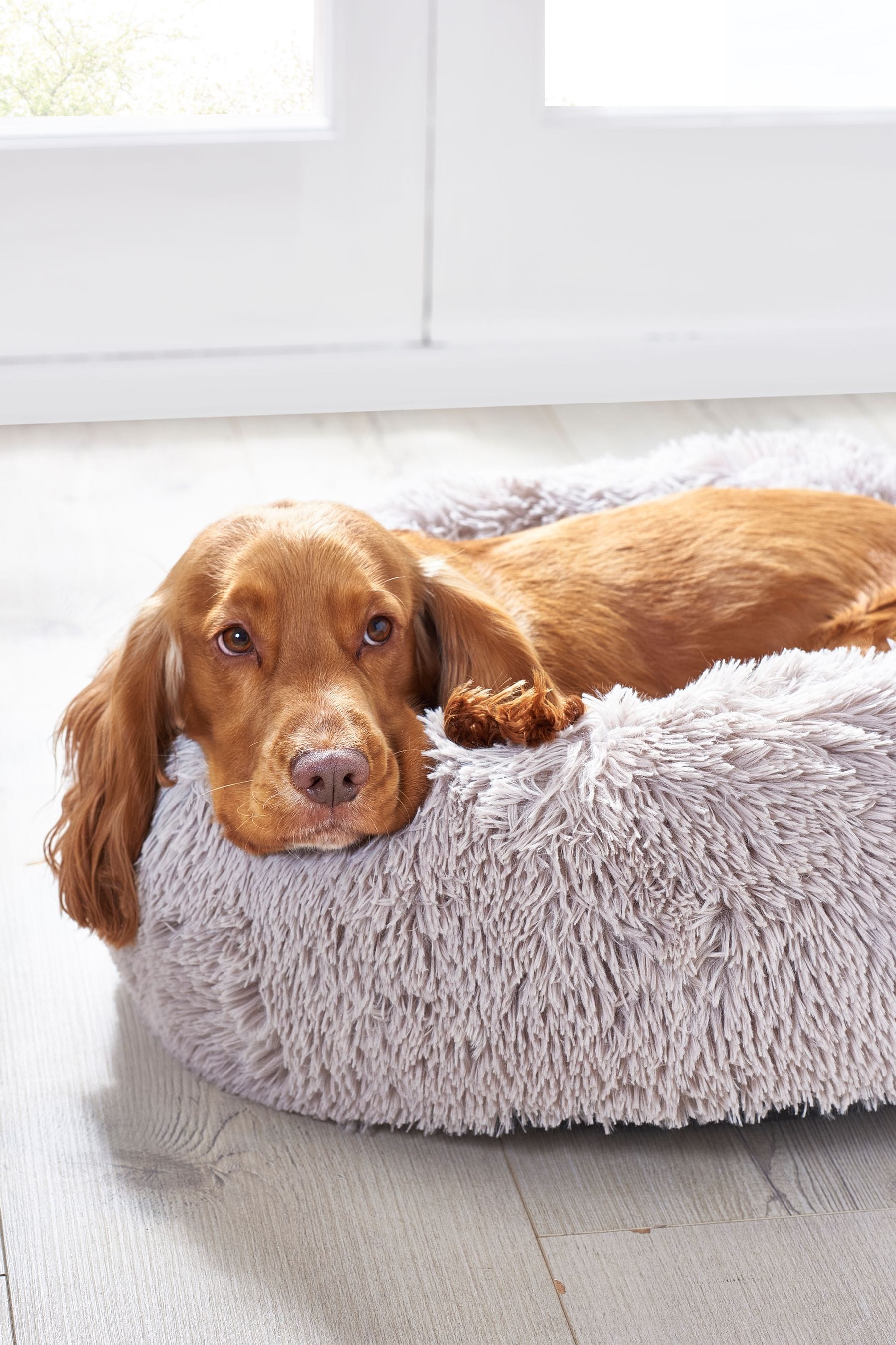 Buy Grey Round Faux Fur Pet Bed from the Next UK online shop