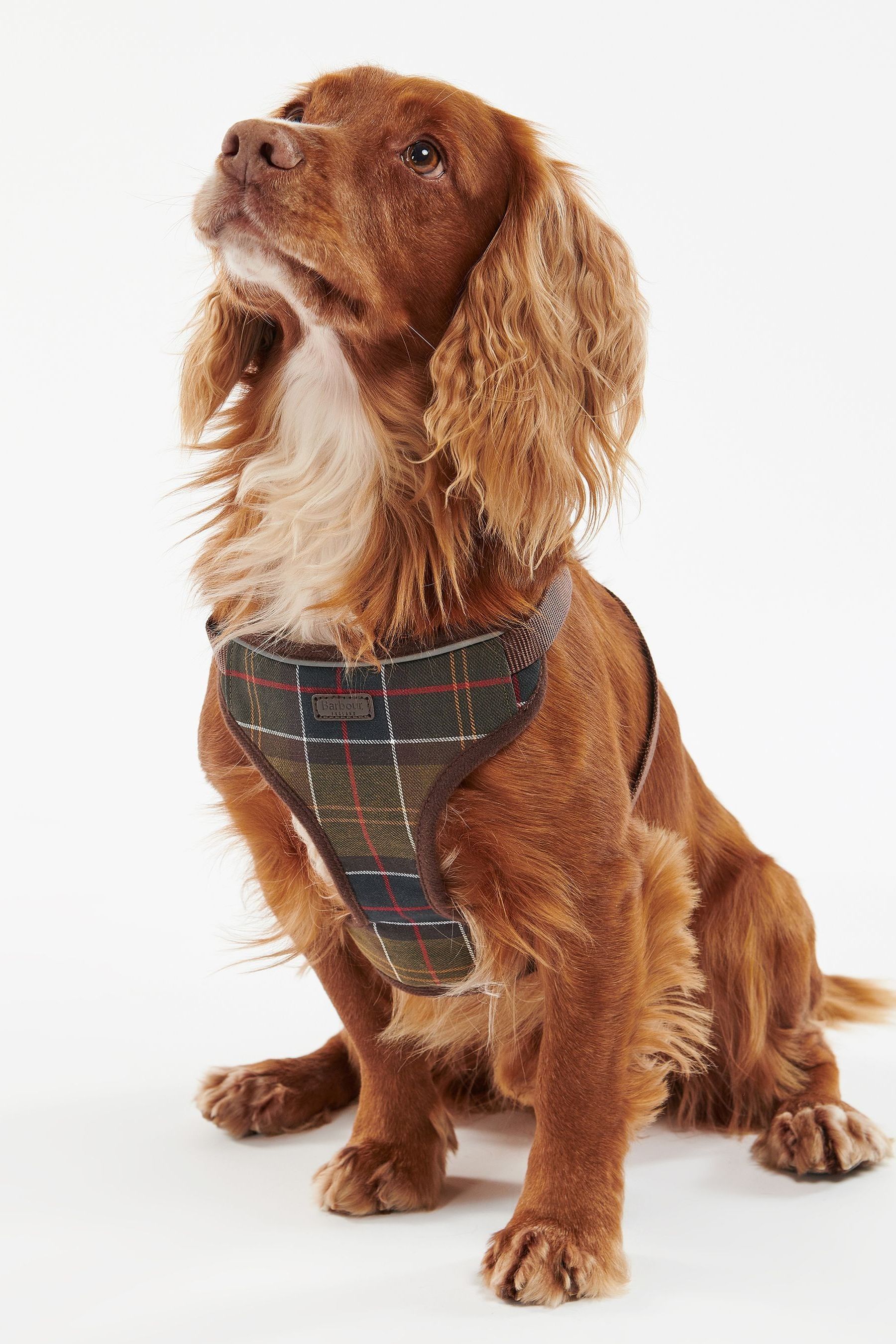 Barbour for top dogs uk