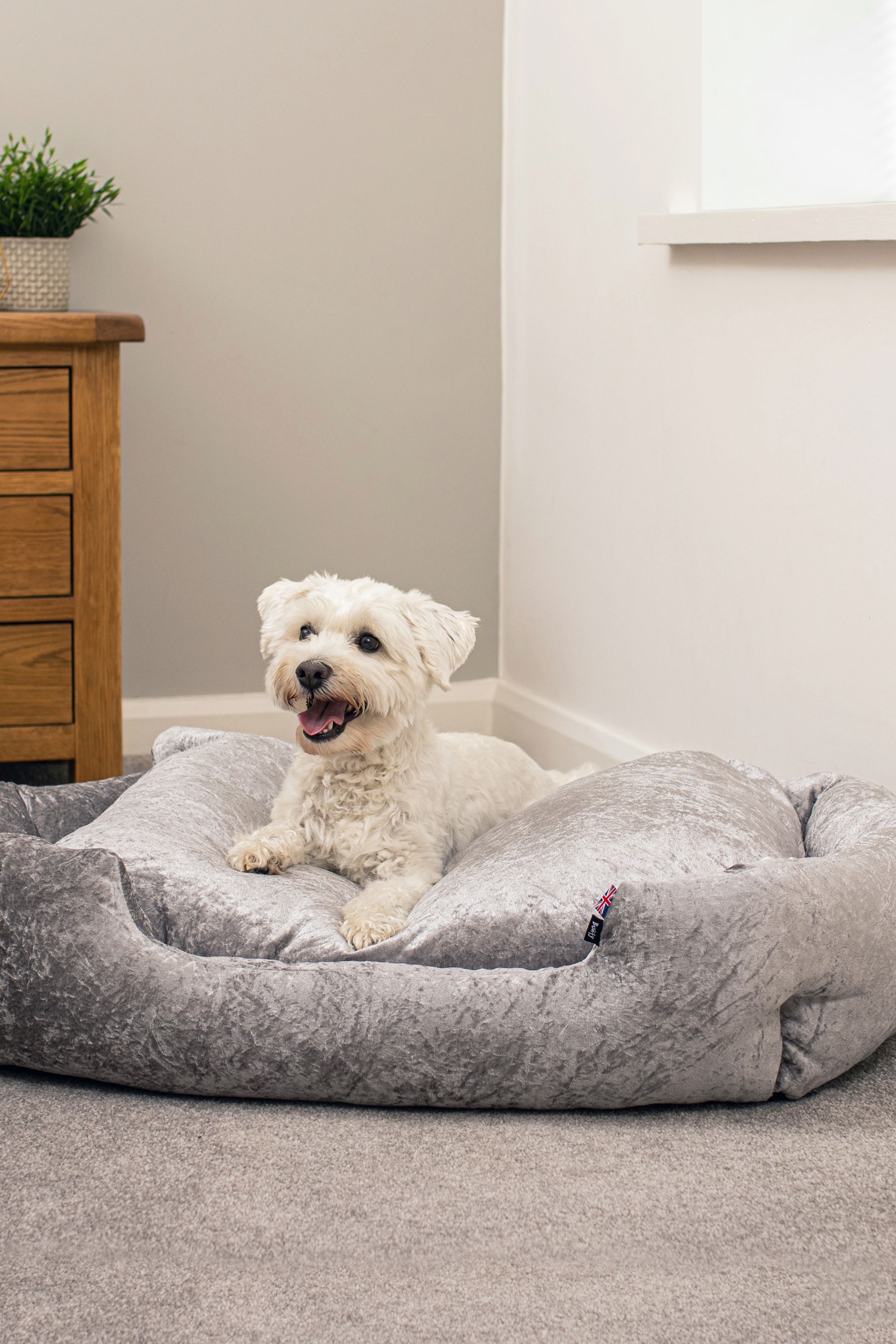 Crushed velvet dog bed next clearance