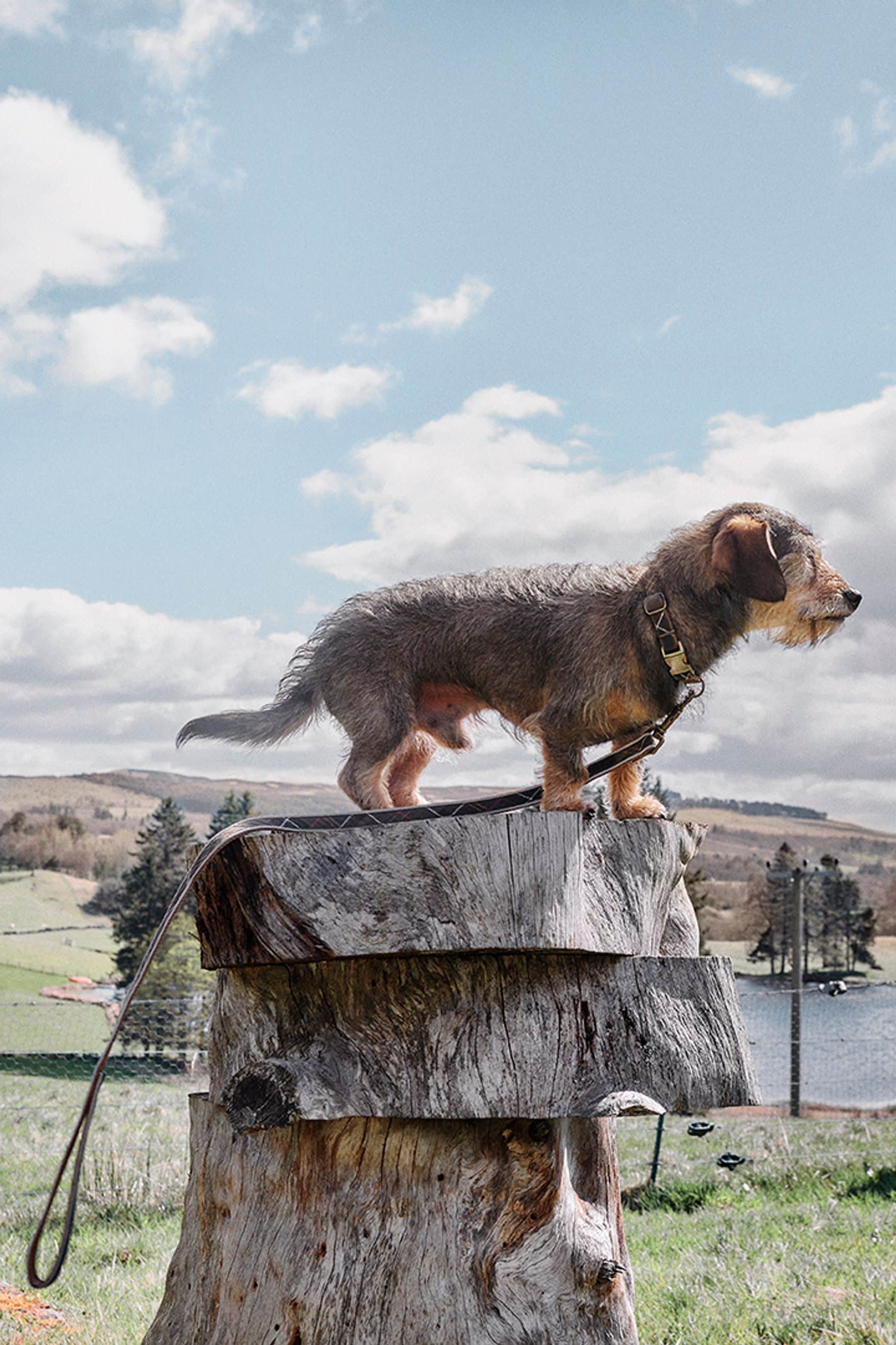 Barbour reflective tartan dog collar hot sale
