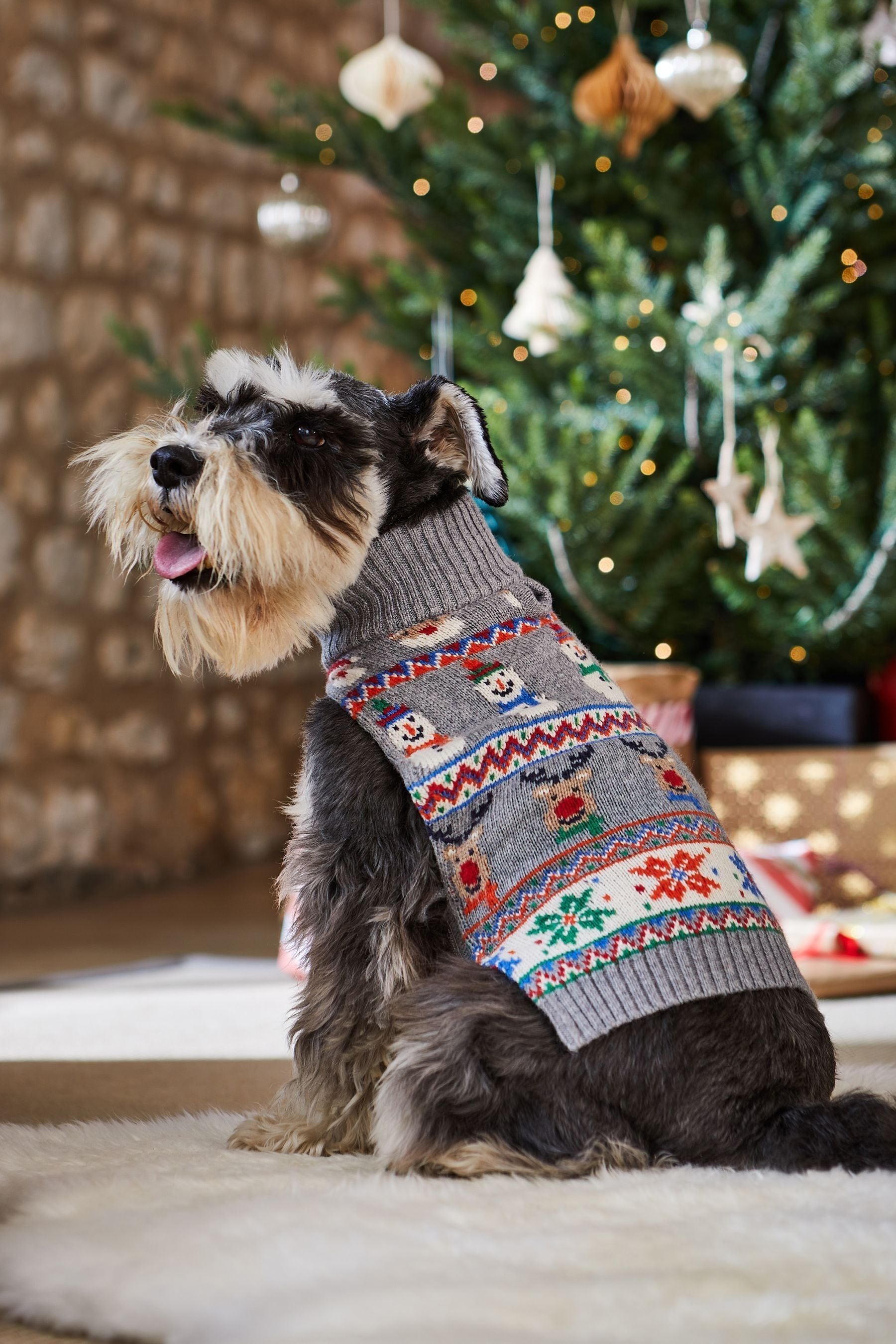 Matching christmas jumper dog online
