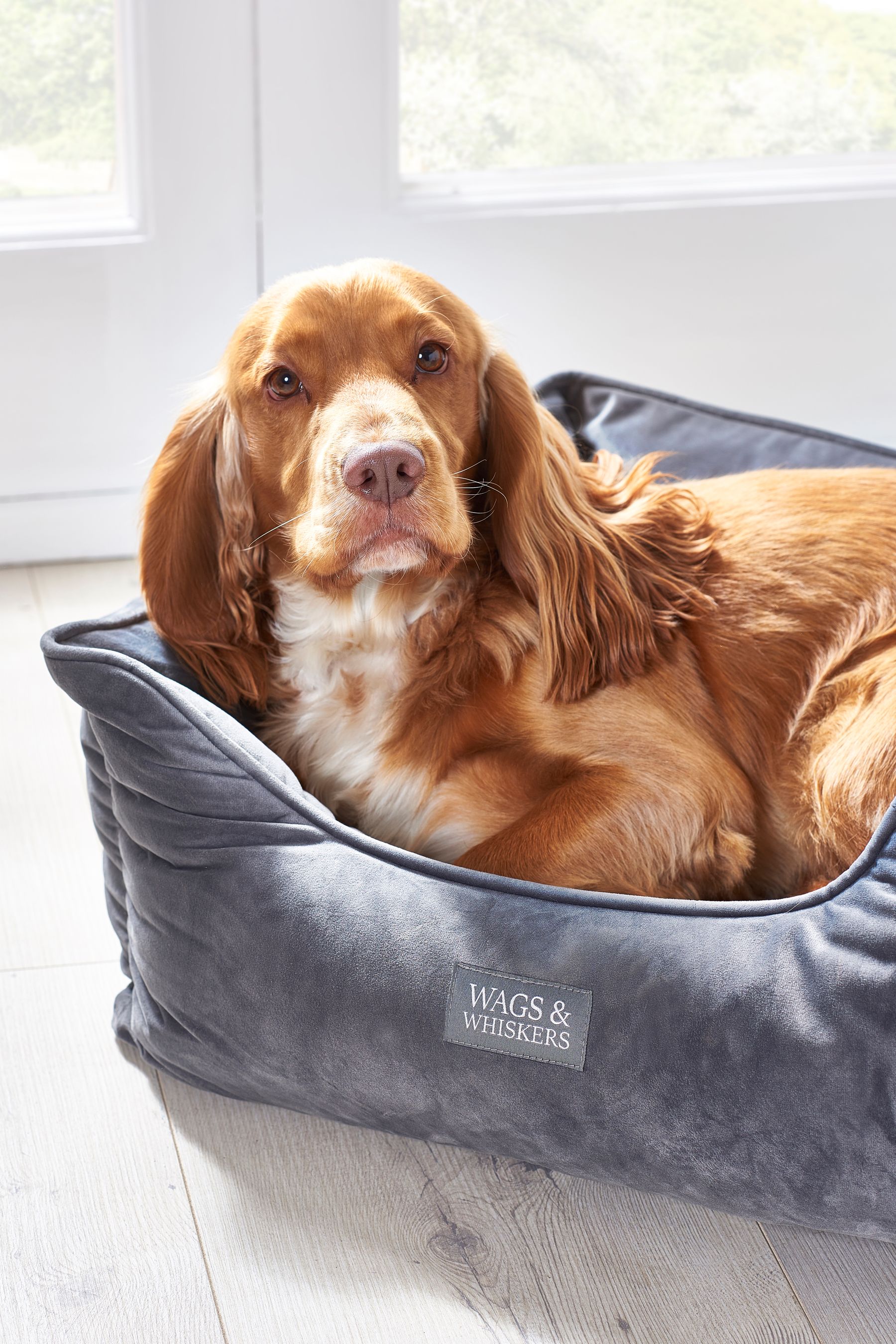 Ted baker dog shop cushion