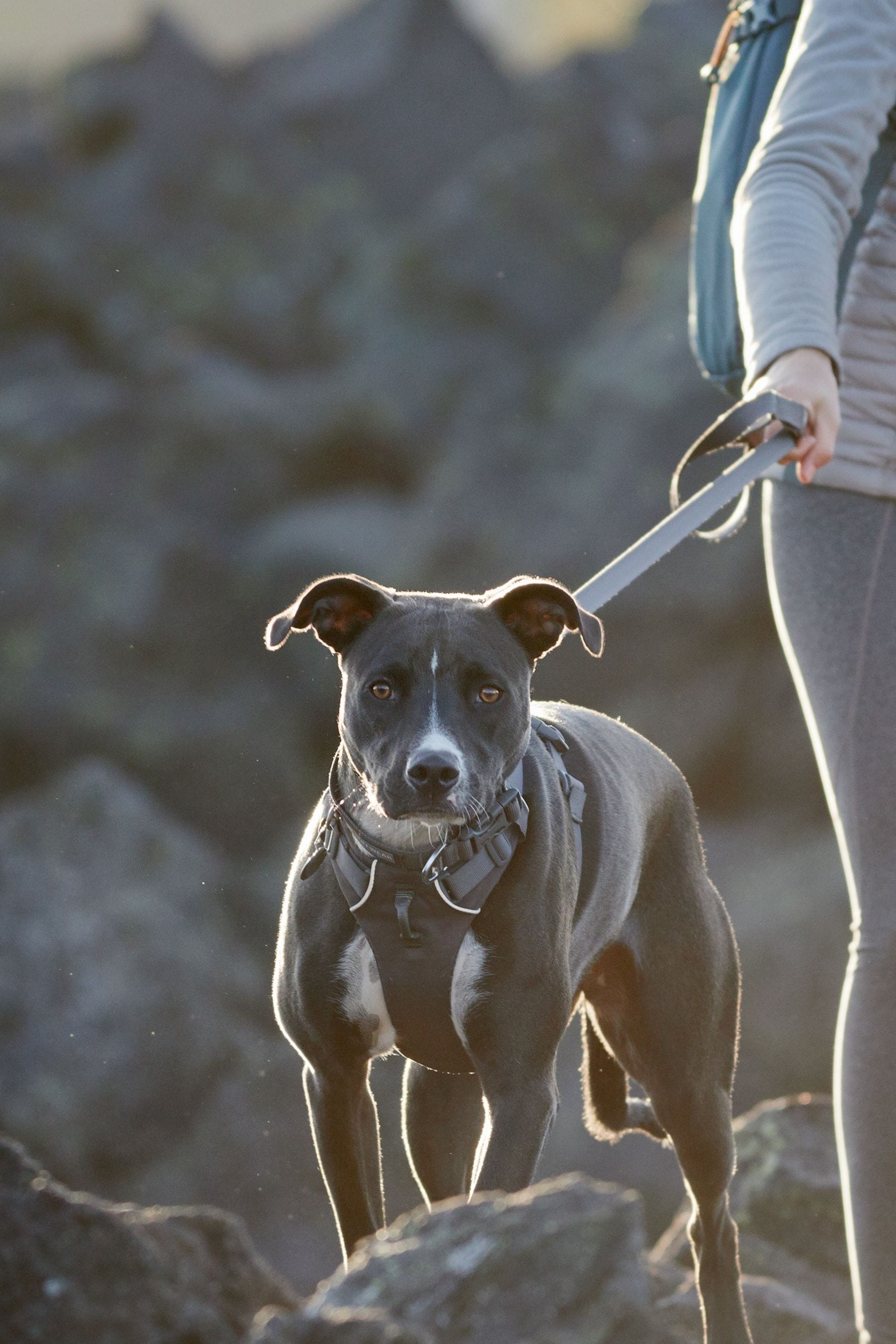 Ruffwear deals front harness